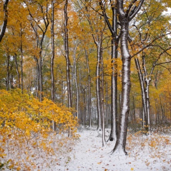 It's often windy here and when the wind mixes with wet snow, the trees end up painted with white stripes