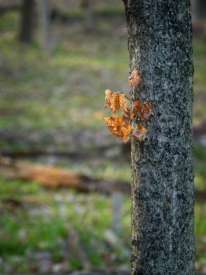 A few autumn leaves still on a tree as spring begins to arrive