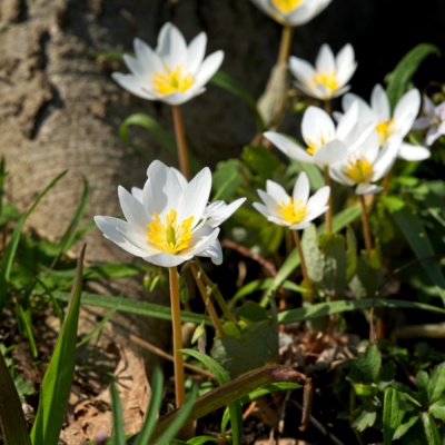 Some gorgeous white flowers - must have red roots