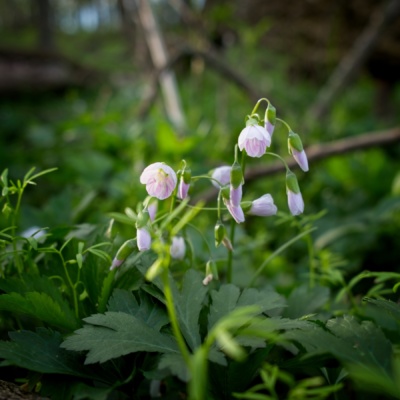 These little flowers bloom early in the spring and blanket the entire forest floor; it's one of my favorite times to walk through the woods at Celery Bog