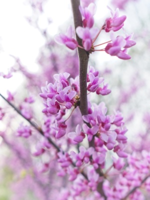 A beautiful display of blossoms on a redbud tree