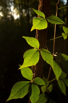 The last light of day illuminates a hanging vine