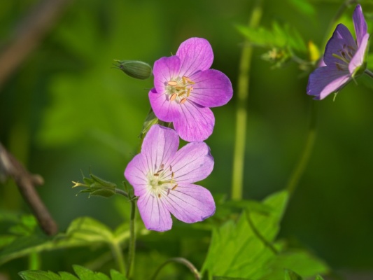 Later in the spring, the geraniums bloom