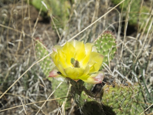 Hiking along the Wellington Ditch trail offers a respite from the wind and some pretty flowers!