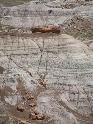 A petrified log atop a small hill