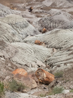 Various segments of an ancient tree scattered down a winding drainage