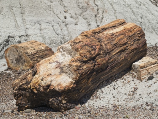 One of many examples of the 1.3M year-old trees