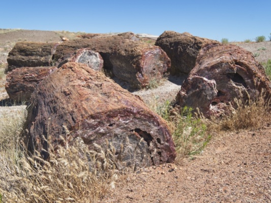 More petrified wood
