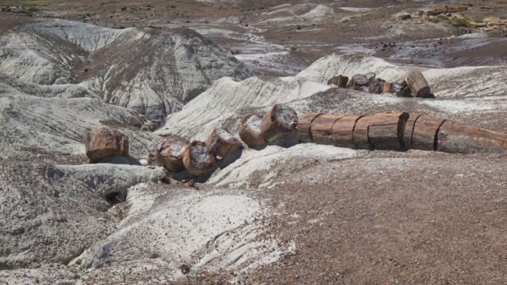 One of the things that most puzzled me was the way the trees seem to break in clean slices