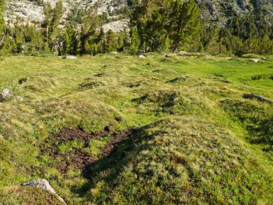 A few of the meadows are filled with these mounds; I wonder how they form? sierra high route cross country