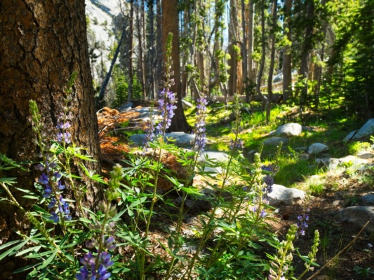 I enjoy walking through the forest, particularly when there are sprigs of lupine along the trail lupine