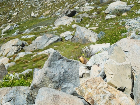 marmot