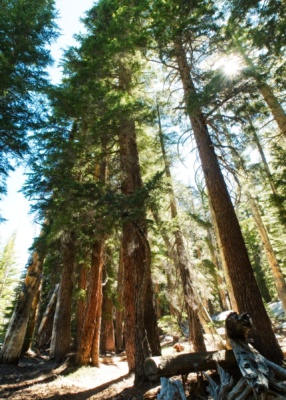 There always seems to be a point during a hike in the Sierra where you feel tiny next to some truly massive trees trees