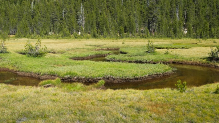 Talk about a meadering path through the meadow... this creek makes 180-degree turns every few hundred feet! pacific crest trail meadow