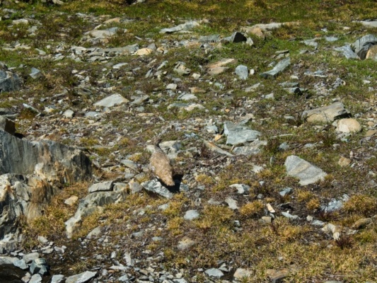 I walk past this quiet, camouflaged bird on my way through the sharp shale sierra high route