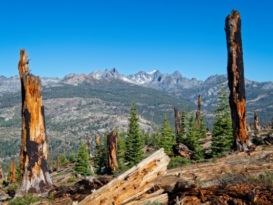 A view of the Ritter range through burned trees ritter range