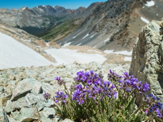 I find a few of the flowers that give Sky Pilot Col its name! sierra high route sky pilot