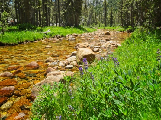 Lower in the canyon, I wander along Spiller Creek yosemite national park backcountry