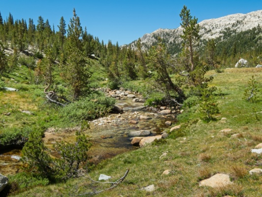 I couldn't ask for a more pleasant walk than the grassy meadows and open forests beside Spiller Creek! yosemite national park cross country