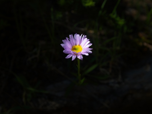 One of my favorite wildflowers... tundra aster