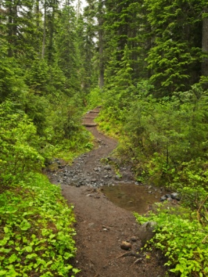 It may be wet, but the air is cool and pleasant for the hike up to the glacier mount baker park butte trail