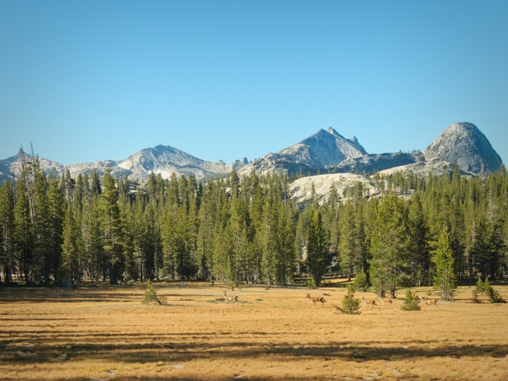 A group of young deer walk through one of the massive meadows beside the Tuolumne River yosemite national park