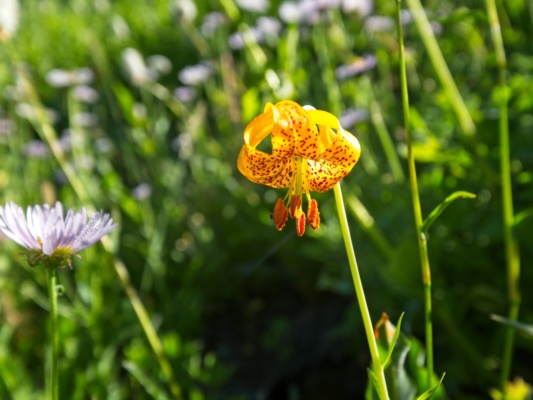 A beautiful flower near the trail hidden lake hike