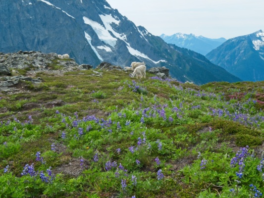 On our way down, we pass an entire herd of goats cascade pass