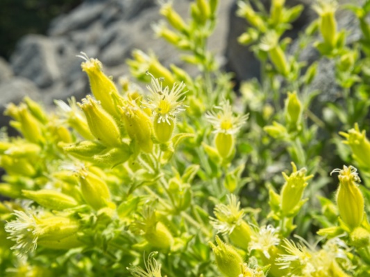 These little flowers are violently green parishs catchfly