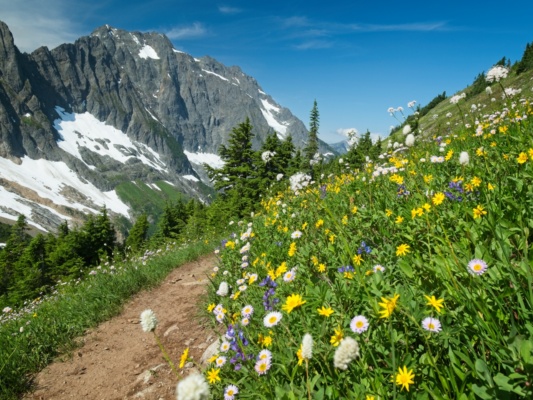 Asters, lupine, and half a dozen other wildflowers sway in the breeze cascade pass sahale glacier