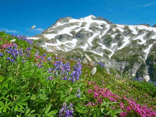 More gorgeous wildflowers with the Sahale Glacier in the background sahale glacier