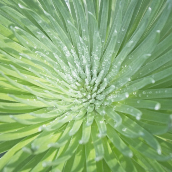 The silversword leaves funnel the morning dew to the heart of the plant haleakala national park