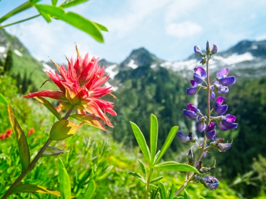 Indian paintbrush and lupine hidden lake hike