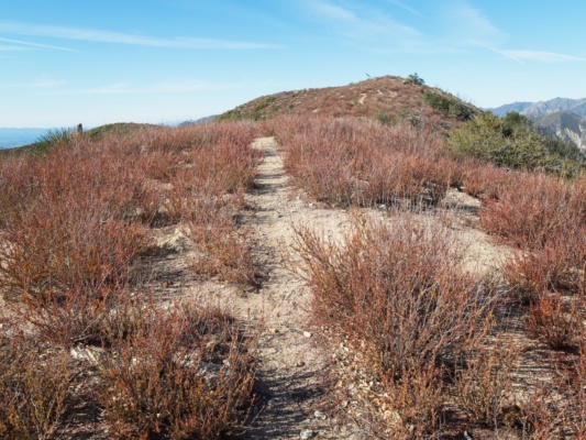 After a steep but short climb, it's an easy ridgewalk to the summit of Brown Mountain brown mountain ridge