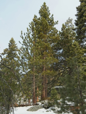 The faintest layer of cloud obscures the blue sky san jacinto wilderness