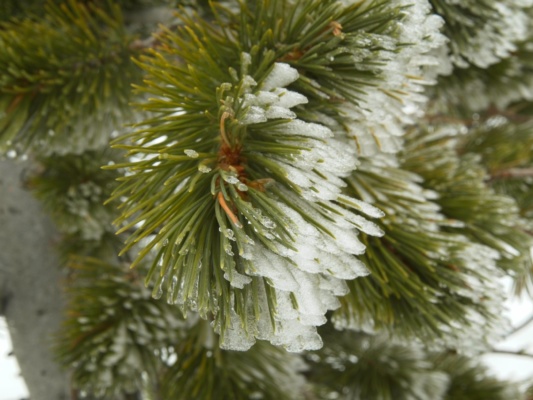 The wind has created icy fins on the trailing edges of the pine needles icy pine needles