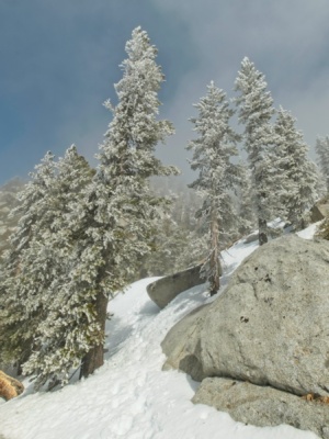 Up high, all of the trees sparkle in the sunlight san jacinto wilderness