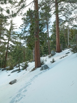 A few footprints guide the way through the quiet forest san jacinto marion mountain trail