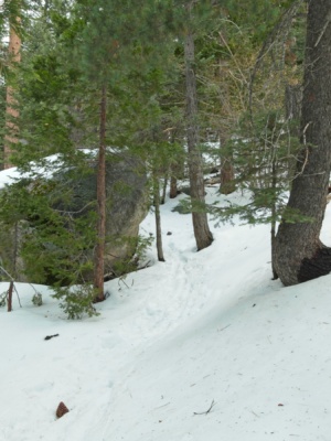 The trail winds around massive boulders and through the trees san jacinto marion mountain trail