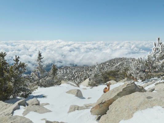 One of the best views: the tops of the clouds san jacinto summit