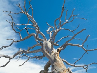 A sun-bleached tree skeleton on the ridge zion national park dead tree