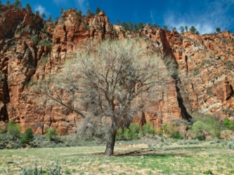 A picturesque tree in the sandy meadow is just barely beginning to bud zion national park hop canyon