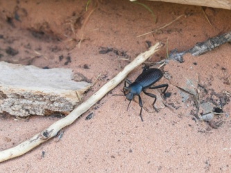 These big beetles scurry around the sandy campsite zion national park beetle