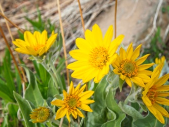 These colorful heartleaf arnica (arnica cordifolia) are enough to cheer anyone up! zion national park wildflowers