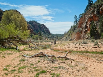 Several groups of horseback riders pass us on the sandy trail zion national park