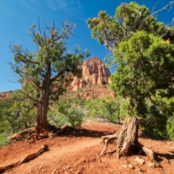 Two scraggly juniper trees beside the trail zion national park kolob canyons