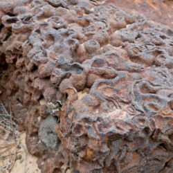 This rock looks like a square brain, or a block of coral zion national park geology