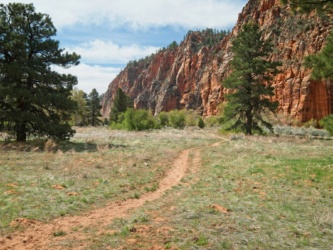 The sandy trail weaves between the pine trees in Hop Canyon zion national park hop canyon