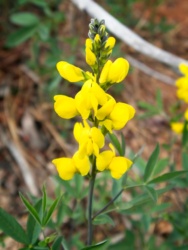 A sprig of mountain goldenbanner (thermopsis montana) next to the spring zion national park wildflowers