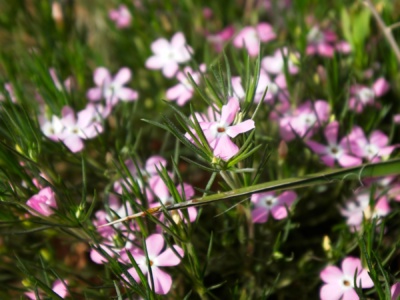 A lovely bunch of phlox astromontana zion national park wildflowers